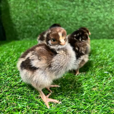 Barnevelder Kuikens