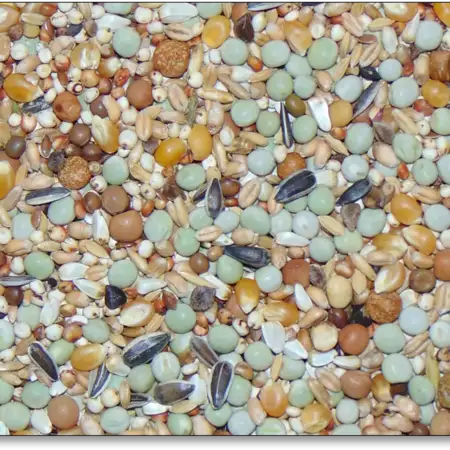 D79 kweek en junior subliem