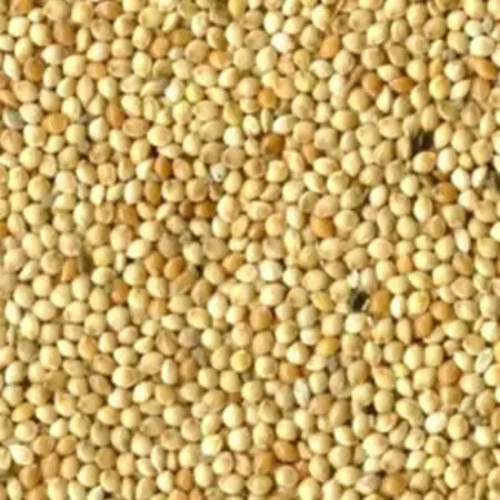 RONDZAAD (GIERST) | GRIZO | 20KG