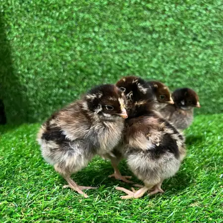 Barnevelder Kuikens