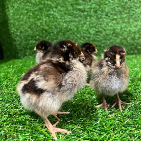 Barnevelder Kuikens