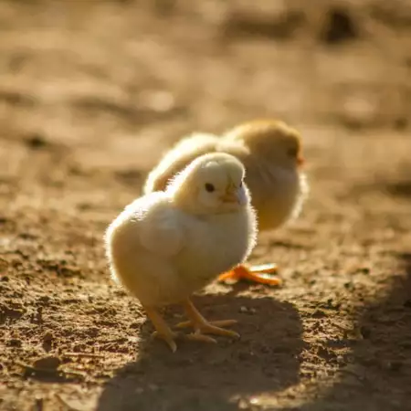 Kuikens