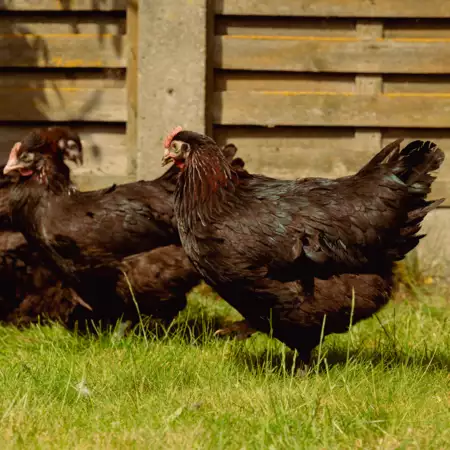 Marans