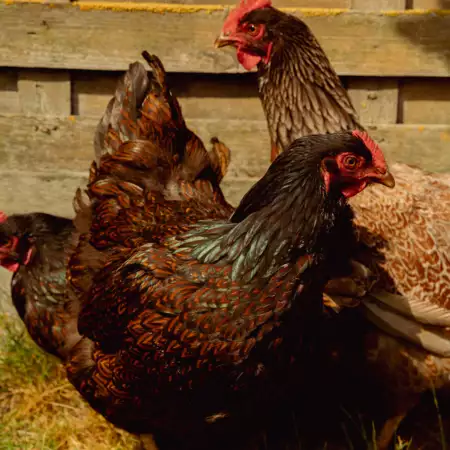 Barnevelder