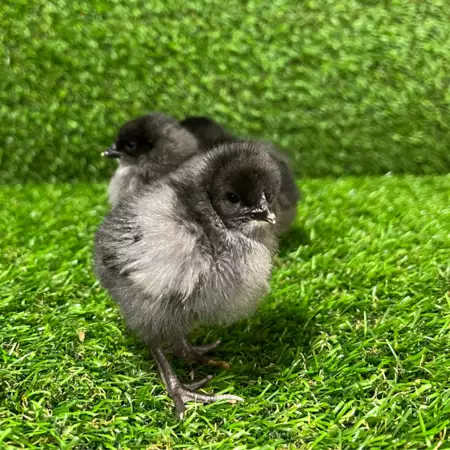 Bleu de landes kuikens