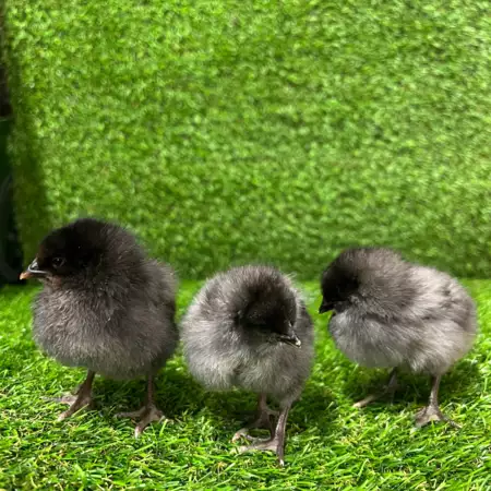 Bleu de landes kuikens